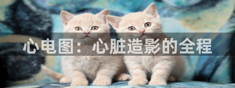 心电图：心脏造影的全程